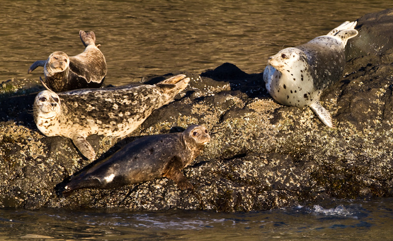 Harbor Seals